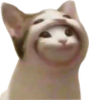 :catincat: :catincat:
