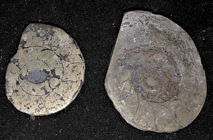 ammonite 5
