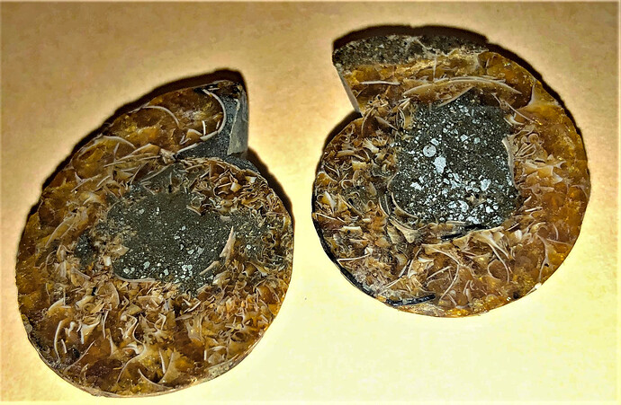 ammonite 8