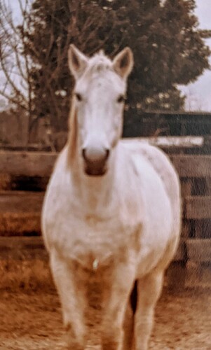 PXL_20201117_160911451.MP