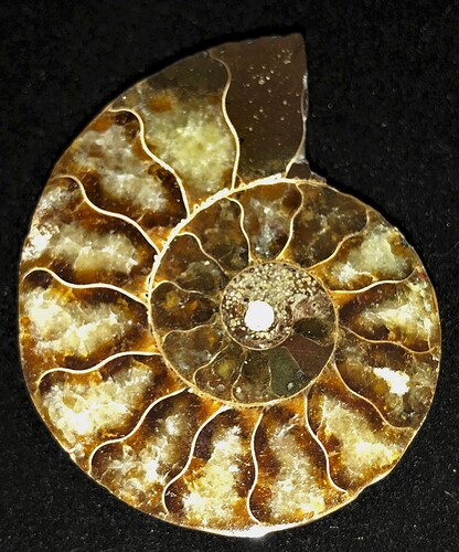 ammonite 1