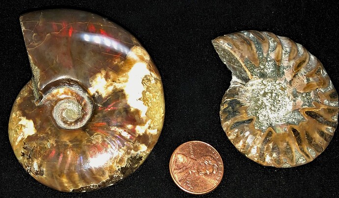 ammonite 3