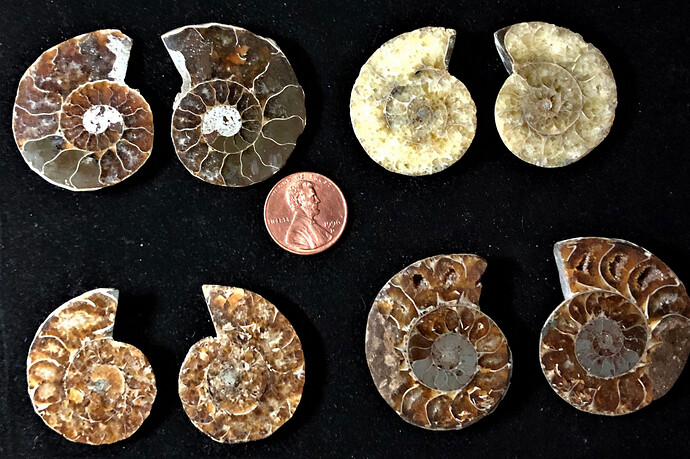 ammonite 6