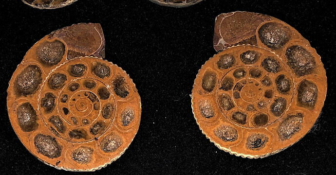 ammonite 2