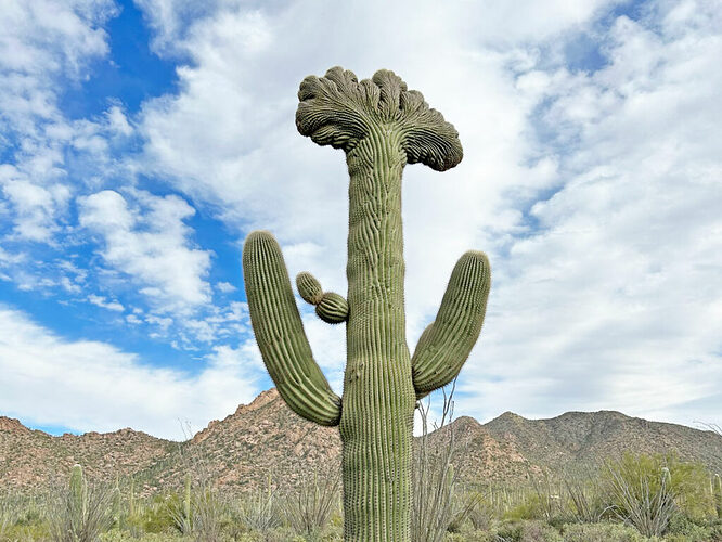 crested-saguaro-near-kinney-road-1024x768