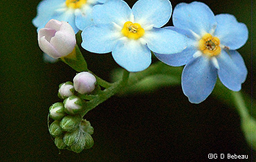 forgetmenotbudsh