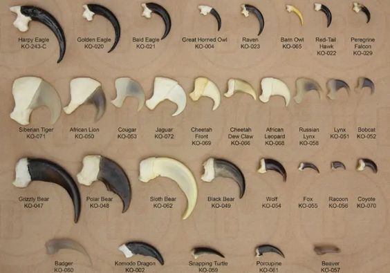 Claws