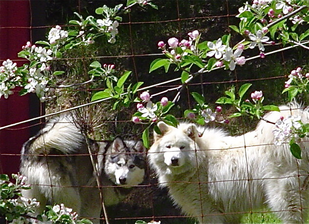 Romeo&Sashi DSC01019