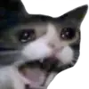 :catscream: