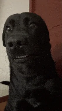 giphy